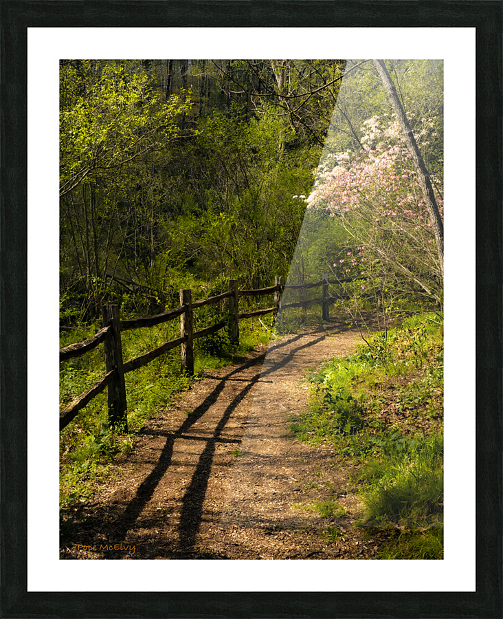 Path by Blooming Tree Picture Frame print