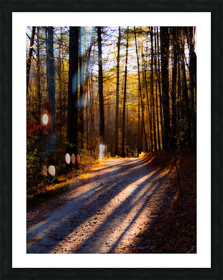 In The Woods Picture Frame print