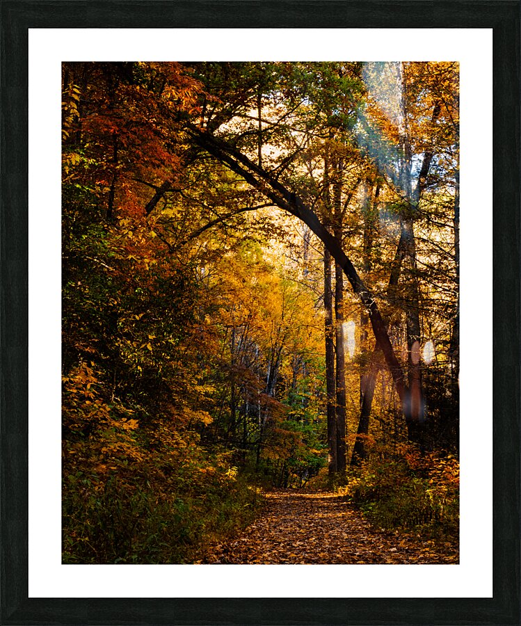 Pisgha Forest Trail Picture Frame print