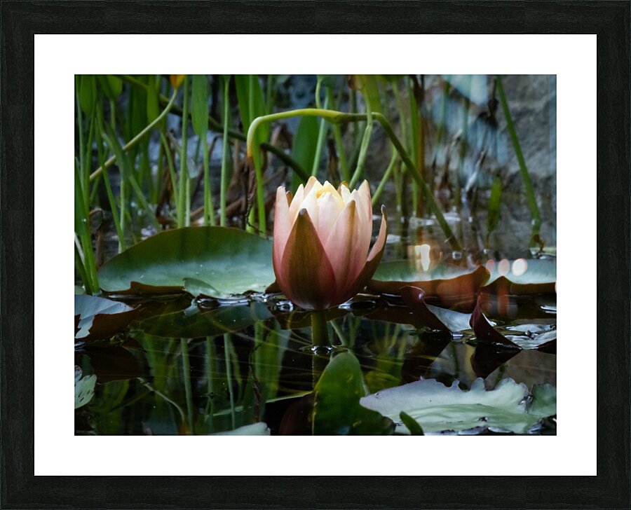 Lotus Glowing Picture Frame print