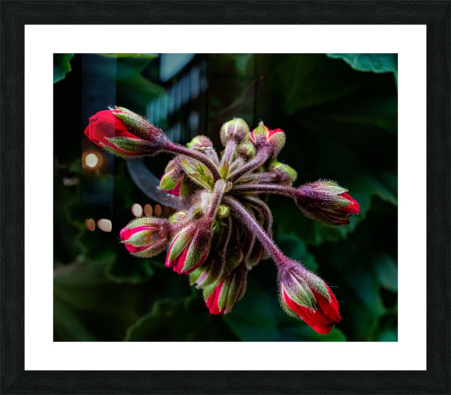 Red Flower Buds Picture Frame print