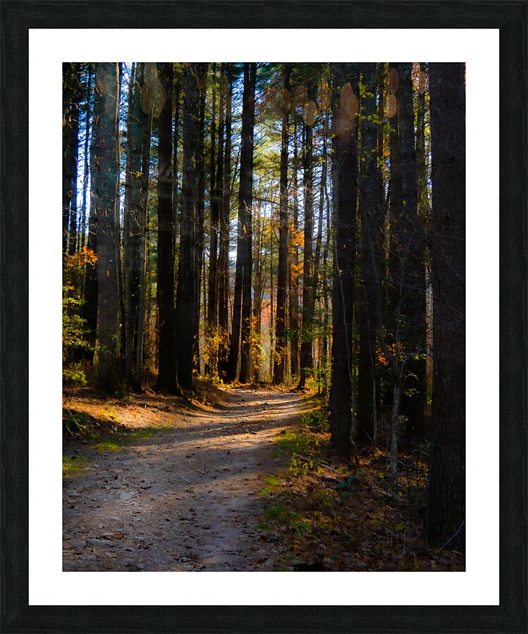 Path Into Light Picture Frame print