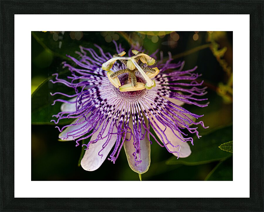 Passion Flower Picture Frame print