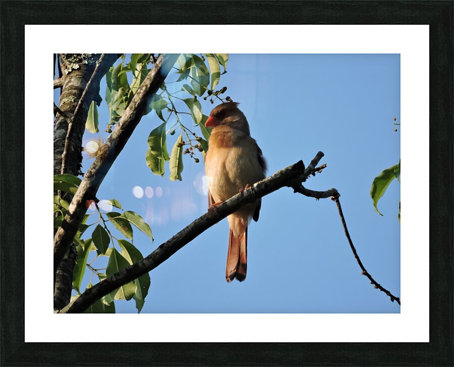 Bird on limb 2 Picture Frame print