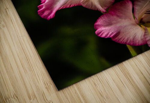  Glad Glads Pope McElvy puzzle