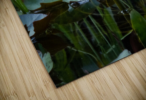 Lotus Glowing Pope McElvy puzzle
