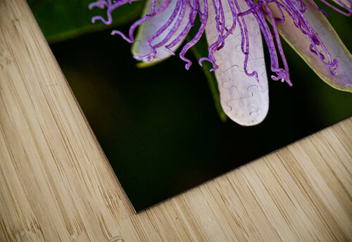 Passion Flower Pope McElvy puzzle