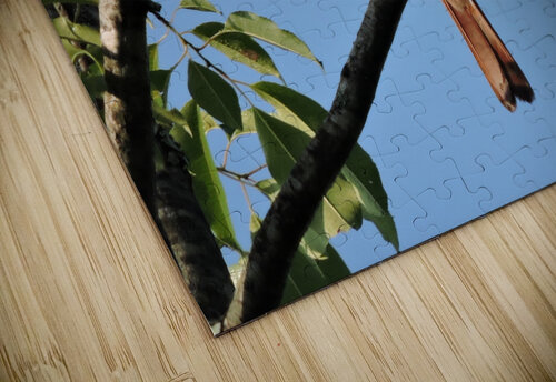 Bird on limb 2 Pope McElvy puzzle
