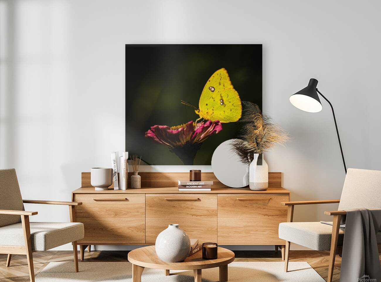 Clouded Sulphur Feasting Reproduction