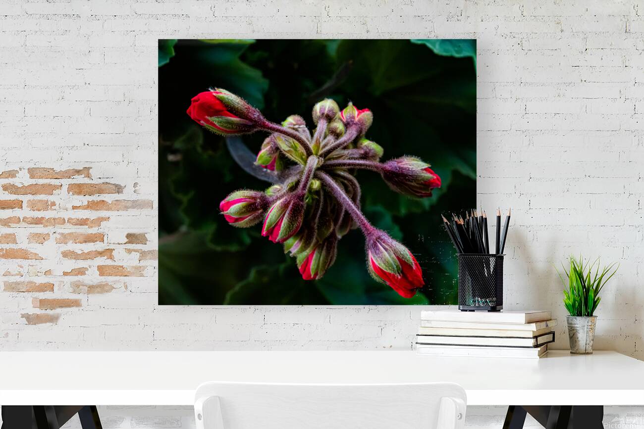 Red Flower Buds Reproduction