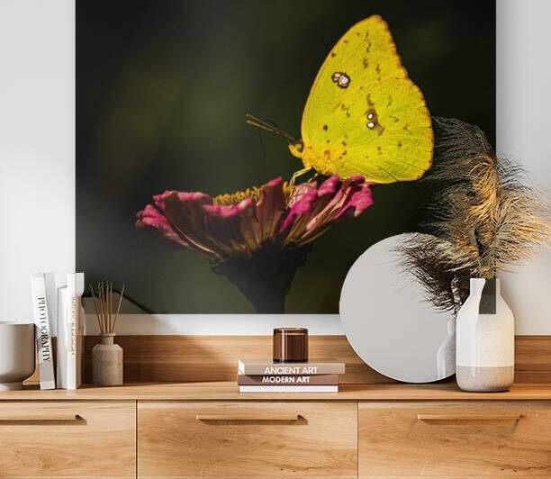 Clouded Sulphur Feasting by Pope McElvy