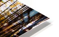 In The Woods HD Metal print