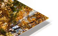 Pisgha Forest Trail HD Metal print