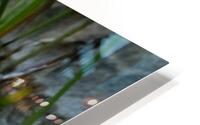 Lotus Glowing HD Metal print