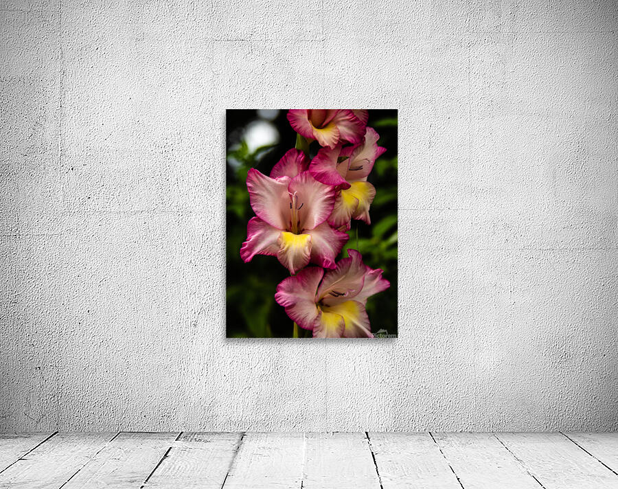  Glad Glads Wall Preview