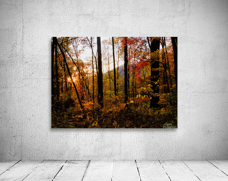 Sunset Through Fall Foliage Wall Preview