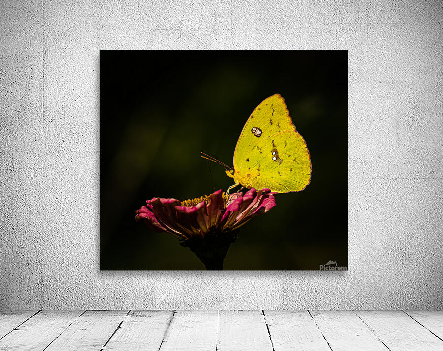 Clouded Sulphur Feasting Wall Preview