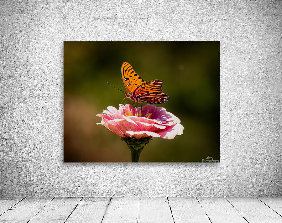Monarch  2 Wall Preview