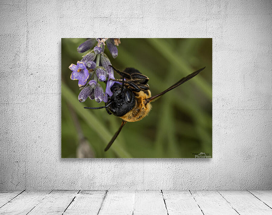 Bee on Flower  Wall Preview