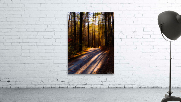 In The Woods Wall Preview