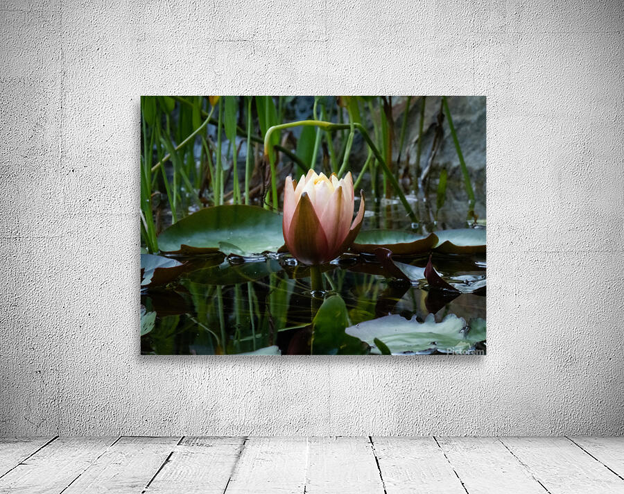 Lotus Glowing Wall Preview