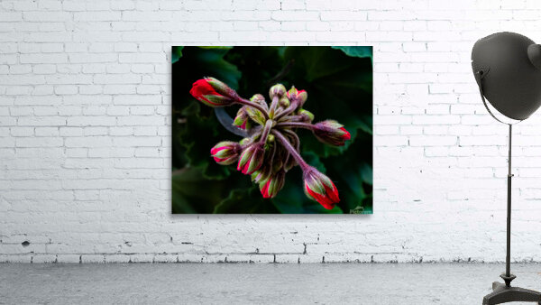 Red Flower Buds Wall Preview