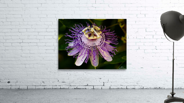 Passion Flower Wall Preview