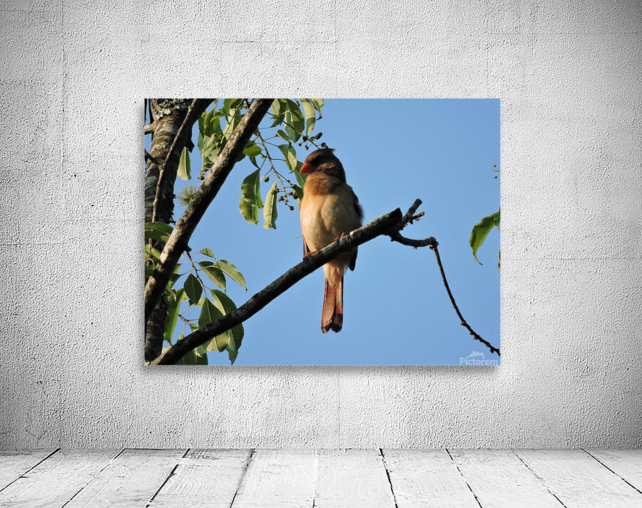 Bird on limb 2 Wall Preview