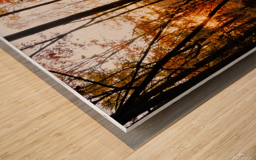 Sunset Through Fall Foliage Wood print