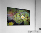 The Lotus Acrylic Print