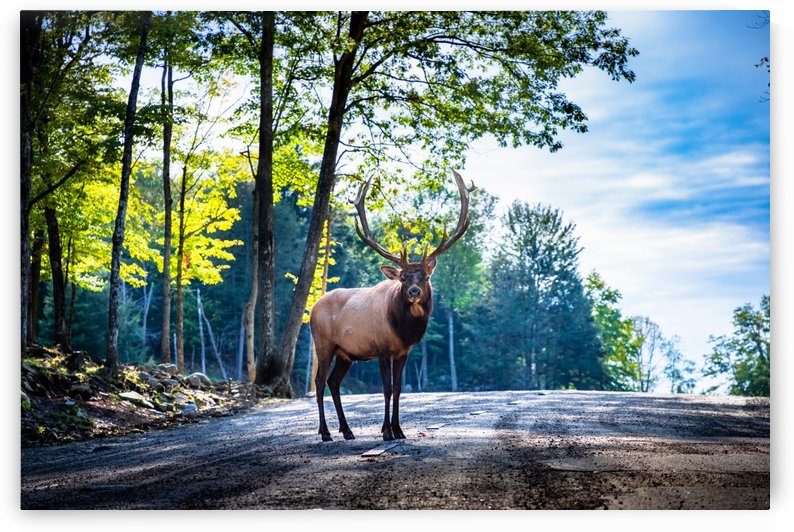 The Elk by Shutter Bliss Photography