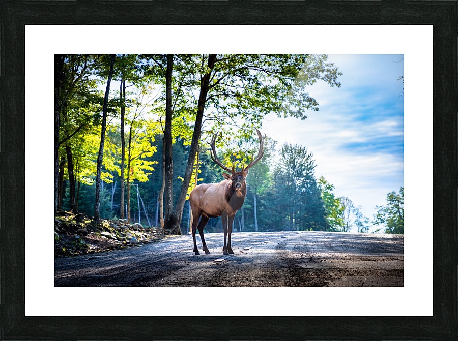 The Elk Picture Frame print