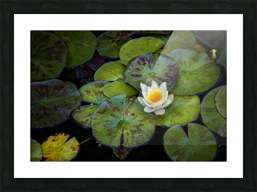 The Lotus Picture Frame print