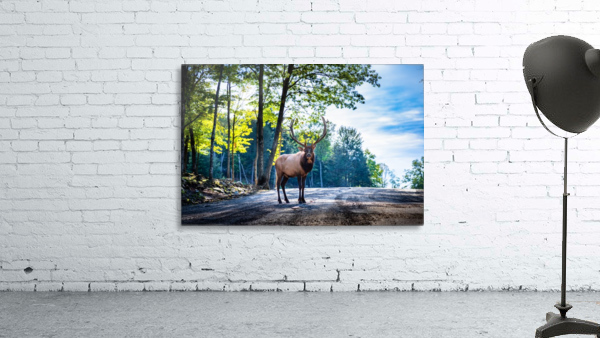 The Elk Wall Preview