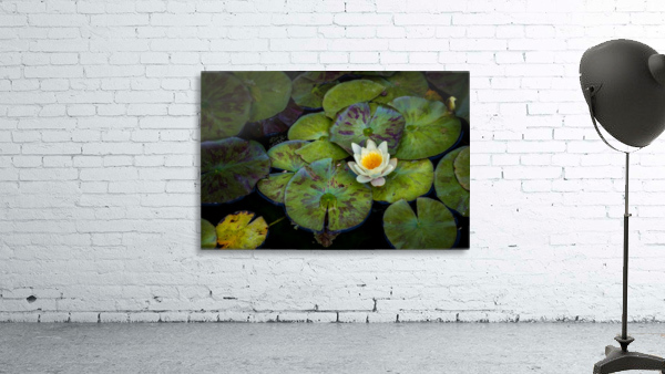 The Lotus Wall Preview