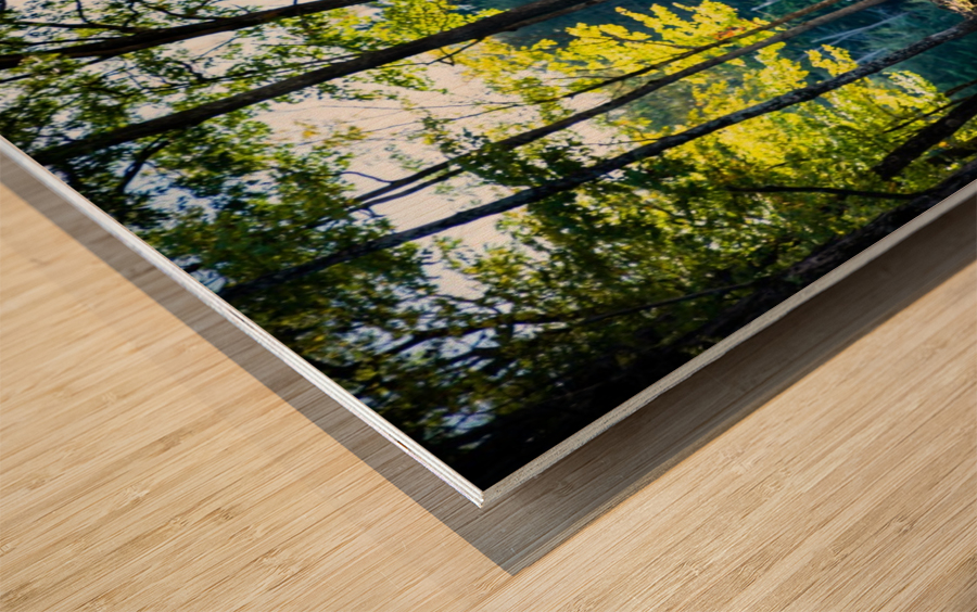 The Elk Wood print