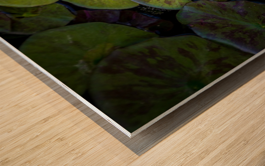 The Lotus Wood print
