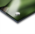 Spider with Rainbow Drop Acrylic print