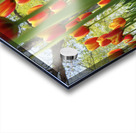 A View From Below Acrylic print