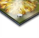 Blanketflower Acrylic print