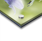 Purple Hosta Flower Acrylic print