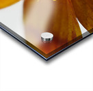 Bidens Ferulifolia Acrylic print