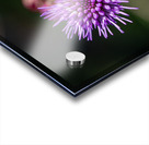 Blazing Star Acrylic print