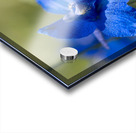 Blue Mirror Acrylic print