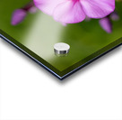 Call me Rosie Acrylic print