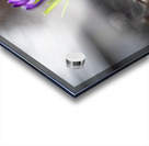 Crocus Acrylic print