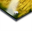 Dandelion Acrylic print