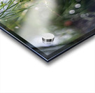 Firecrackers Acrylic print