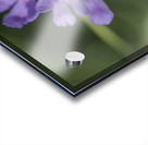 Fluttering Impression Acrylique