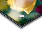 Fringed Blossom Acrylic print